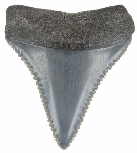 Serrated, Fossil Great White Shark Tooth - Georgia #61626
